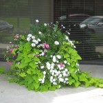 Commercial Landscaping Annuals Minneapolis