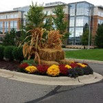 Commercial Landscape Mums Minneapolis