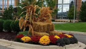 Commercial Landscape Mums Minneapolis