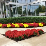 Commercial Landscape Mums Minneapolis